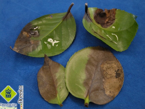 Phytophthora ramorum >> Phytophthora ramorum - Síntomas de Phytophthora ramorum en hojas de Camelia.jpg